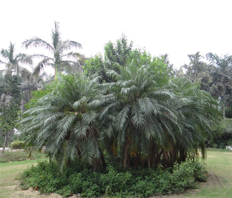 Phoenix roebelenii